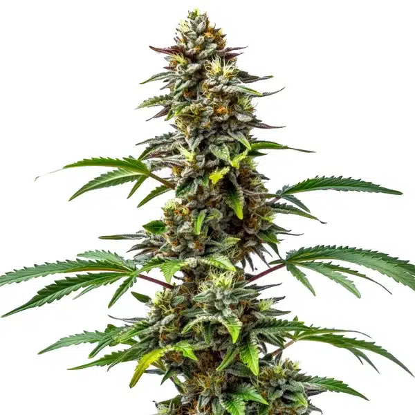 Dense CBD Tutti Frutti cannabis bud with colorful trichomes and vibrant green leaves.