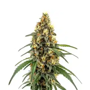 CBD Very Cherry Berry bud with dark green foliage, red pistils, and fruity resin