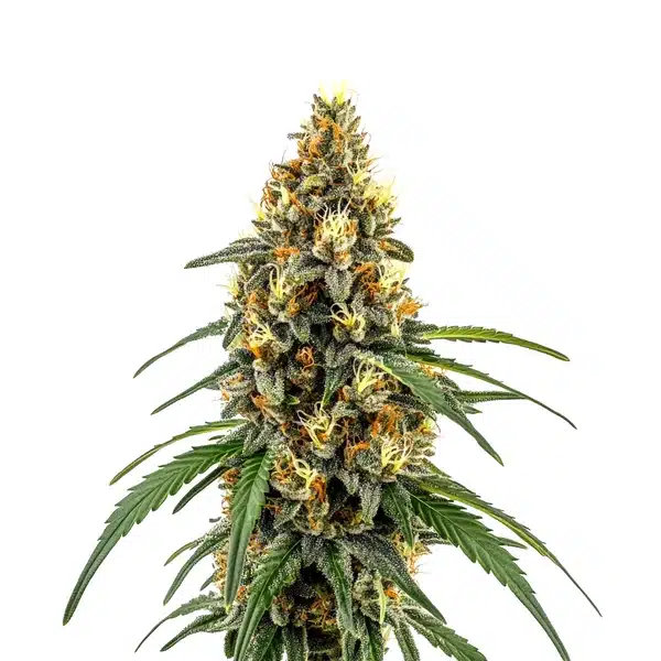 CBD Very Cherry Berry bud with dark green foliage, red pistils, and fruity resin