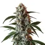 CBD Zkittlez cannabis bud with vibrant green hues and trichome-rich coating.