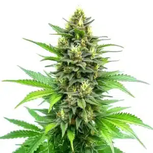 Carmagnola CBD hemp plant with long narrow leaves and stacked light green flowers