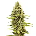 Cheese Auto plant with compact trichome-covered buds and signature cheesy aroma