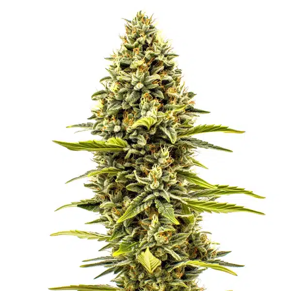 Cheese Auto plant with compact trichome-covered buds and signature cheesy aroma