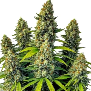 Chemdog Auto hybrid strain with potent aroma and autoflowering characteristics
