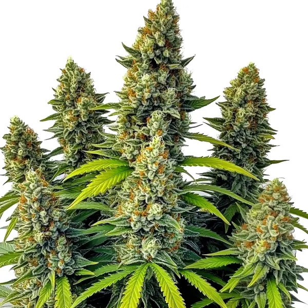Chemdog Auto hybrid strain with potent aroma and autoflowering characteristics