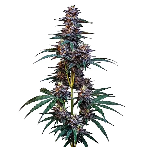 Cookies x Berry Auto cannabis strain with dark purple buds and green leaves.