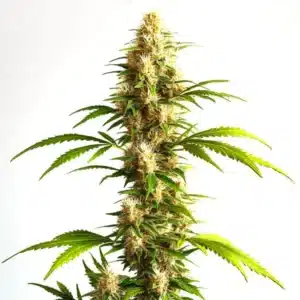 Critical 2.0 Auto plant with dense central cola, orange pistils, and sugar-coated leaves.