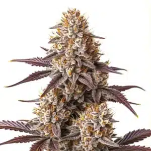 Critical Bilbo Auto cannabis with sweet-scented buds and short internodal spacing.