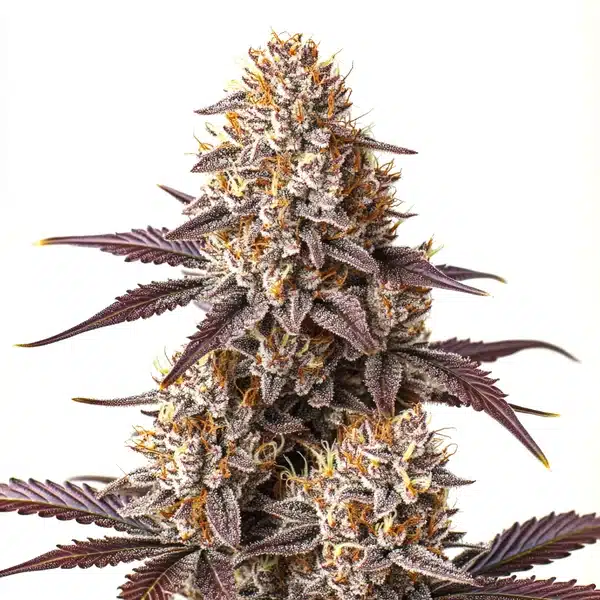 Critical Bilbo Auto cannabis with sweet-scented buds and short internodal spacing.
