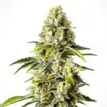 Critical Cheese Auto plant with frosty buds and strong cheese-like scent profile.