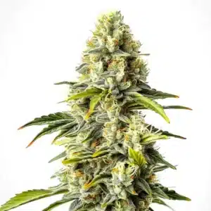 Critical Cheese Auto plant with frosty buds and strong cheese-like scent profile.