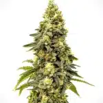 Critical Jack Auto cannabis with lemony trichome-coated buds and green serrated leaves.