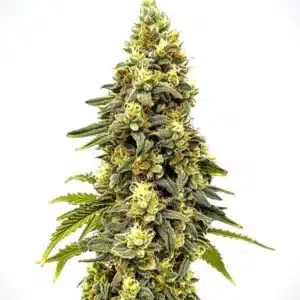 Critical Jack Auto cannabis with lemony trichome-coated buds and green serrated leaves.