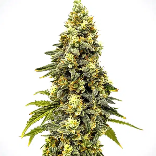 Critical Jack Auto cannabis with lemony trichome-coated buds and green serrated leaves.
