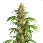 Critical Kush Auto cannabis plant with dense resinous buds and vibrant green leaves.