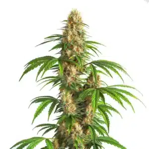 Critical Kush Auto cannabis plant with dense resinous buds and vibrant green leaves.