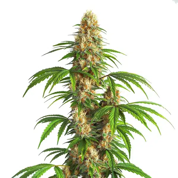 Critical Kush Auto cannabis plant with dense resinous buds and vibrant green leaves.