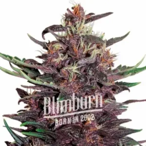 Critical Purple Auto