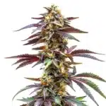 Sunset-colored Critical Sunset Auto buds with high resin content.