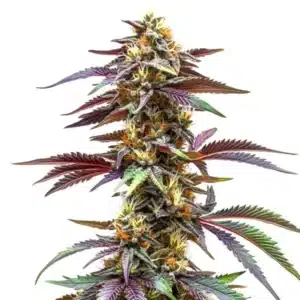 Sunset-colored Critical Sunset Auto buds with high resin content.