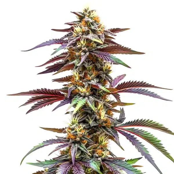 Sunset-colored Critical Sunset Auto buds with high resin content.