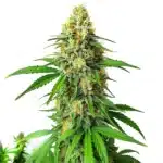 Critical x AK47 Auto cannabis plant with compact, orange-hair covered buds.