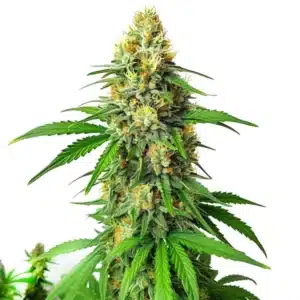 Critical x AK47 Auto cannabis plant with compact, orange-hair covered buds.