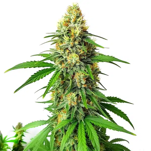 Critical x AK47 Auto cannabis plant with compact, orange-hair covered buds.