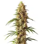 Critical x Gorilla G4 Auto cannabis strain with compact buds and frosty trichomes.