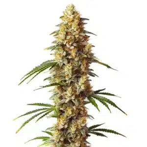 Critical x Gorilla G4 Auto cannabis strain with compact buds and frosty trichomes.