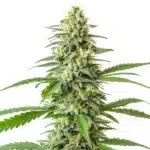 Critical x Mazar Auto plant with resin-rich buds and deep green leaves.