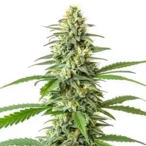 Critical x Mazar Auto plant with resin-rich buds and deep green leaves.