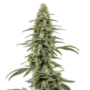 Critical x Northern Light Auto cannabis plant with dense buds and potent hybrid genetics from Blimburn Seeds.