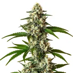 Crystal Candy Auto with frosty white buds and vibrant green leaves.