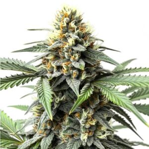 Do-Si-Dos Auto cannabis plant with frosty buds and dessert-like flavors by Blimburn Seeds