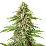 Fire Kush Auto plant with orange pistils and resin-covered buds.