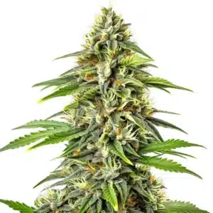 Fire Kush Auto plant with orange pistils and resin-covered buds.