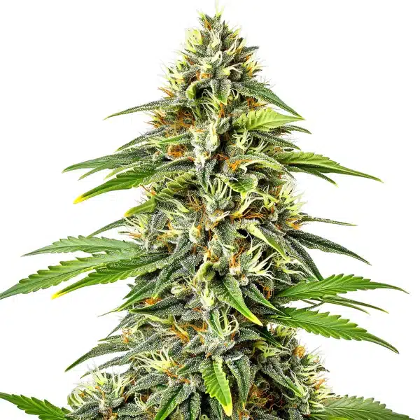 Fire Kush Auto plant with orange pistils and resin-covered buds.