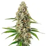 Fro-Yo Auto cannabis plant with dense, frosty buds and sweet aroma.
