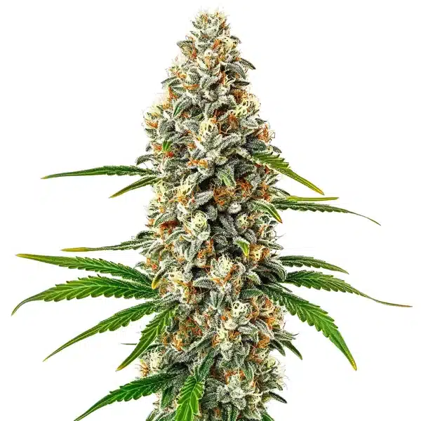 Fro-Yo Auto cannabis plant with dense, frosty buds and sweet aroma.