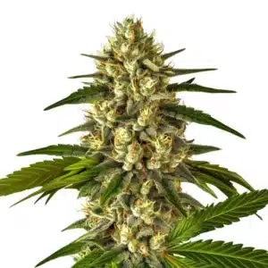 Fruit Auto cannabis plant with vibrant trichome-rich buds and bright green leaves.