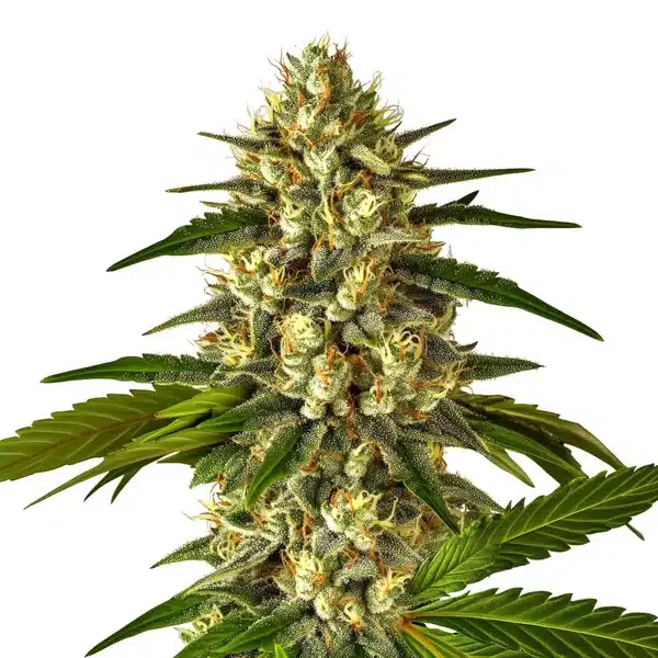 Fruit Auto cannabis plant with vibrant trichome-rich buds and bright green leaves.