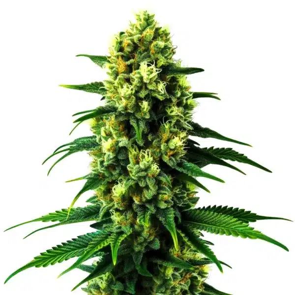 Gold Leaf Auto cannabis strain with resin-drenched buds and bright green foliage.