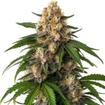 Gorilla Kush Auto indica-dominant strain with dense, high-THC buds