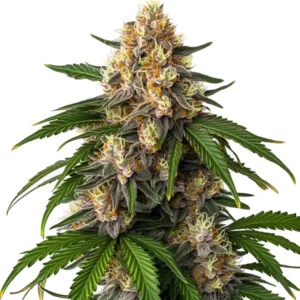Gorilla Kush Auto indica-dominant strain with dense, high-THC buds
