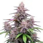 The Gorilla Purple Auto cannabis plant with purple buds and resin-coated trichomes.