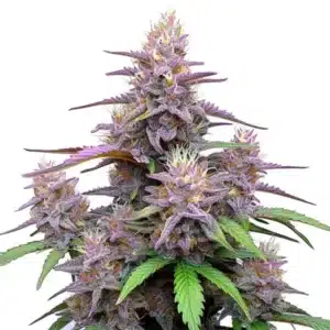 The Gorilla Purple Auto cannabis plant with purple buds and resin-coated trichomes.
