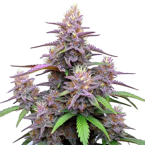 The Gorilla Purple Auto cannabis plant with purple buds and resin-coated trichomes.
