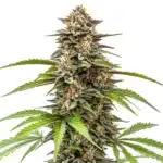 Gorilla x Zkittlez Auto cannabis bud with frosty trichomes and orange pistils.