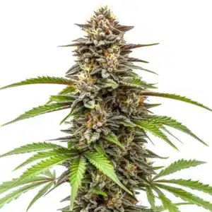 Gorilla x Zkittlez Auto cannabis bud with frosty trichomes and orange pistils.